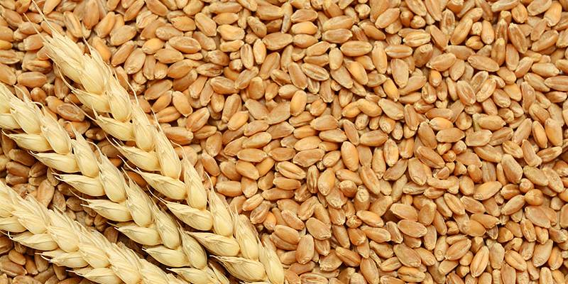 ECC maintains support prices for wheat at Rs1,300