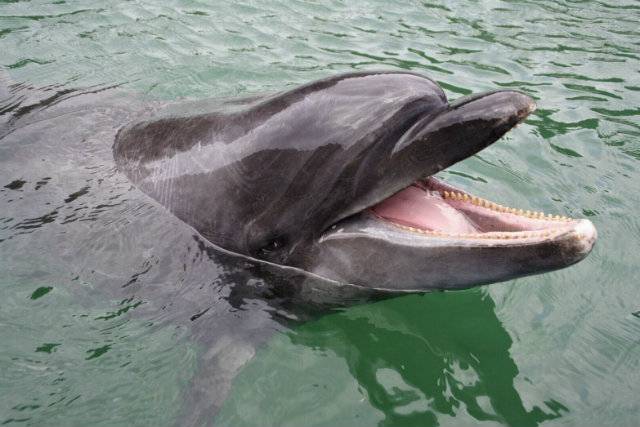 Longest living dolphin in captivity dies in Japan