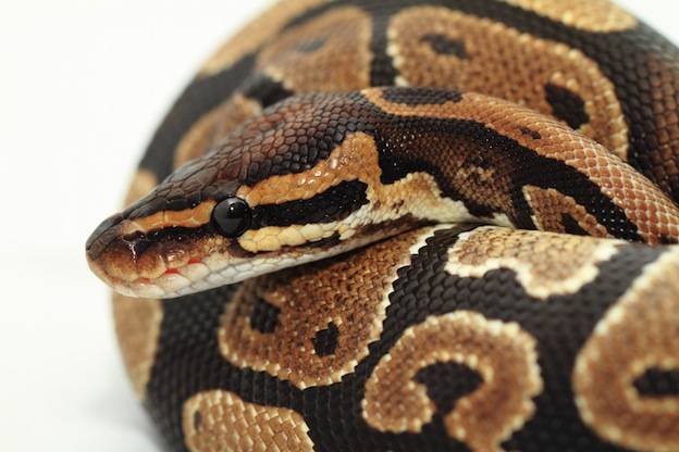 ‘Shocked’ police pull out 14-inch python from teen’s pants in Germany
