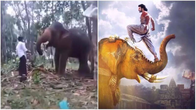 Baahubali fan tries to imitate Prabhas's elephant stunt, gets flung in the air (VIDEO)