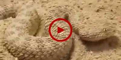 Ever wondered how snakes hibernate? Here's the answer