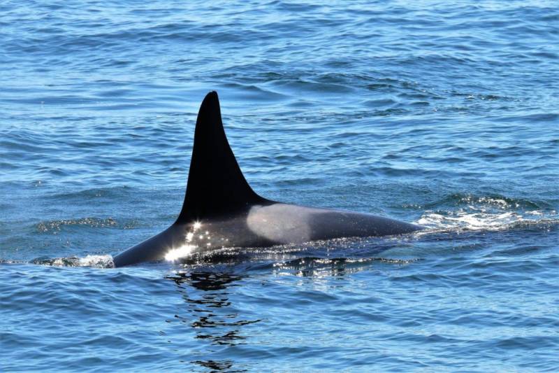 Killer whale 'Orca' spotted for first time in Pakistan (VIDEO)