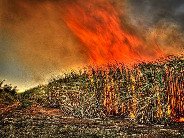 Pakistani farmer burns his sugarcane crop over millers mafia’s mistreatment