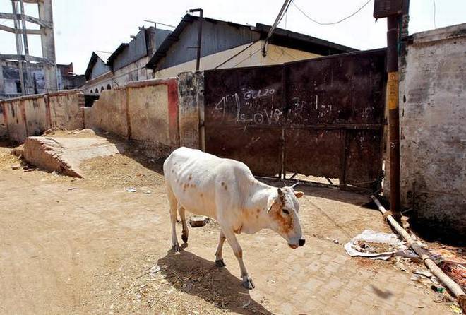 India: Hindu hardliners accuse Muslims of 'bombing a cow', investigators disagree, blame the cow