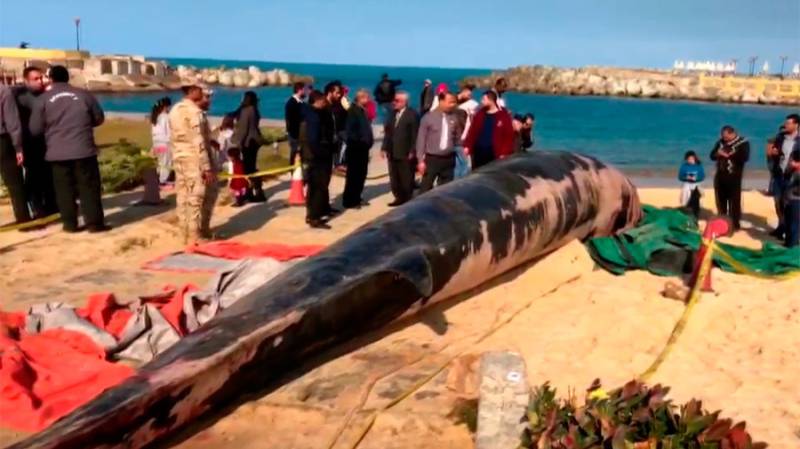 VIDEO: Giant dead whale floats more than 4,000 km from Gibraltar to Egypt