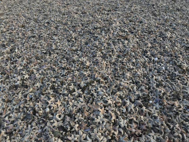 Plethora of dead starfish wash up on British beaches following cold snap