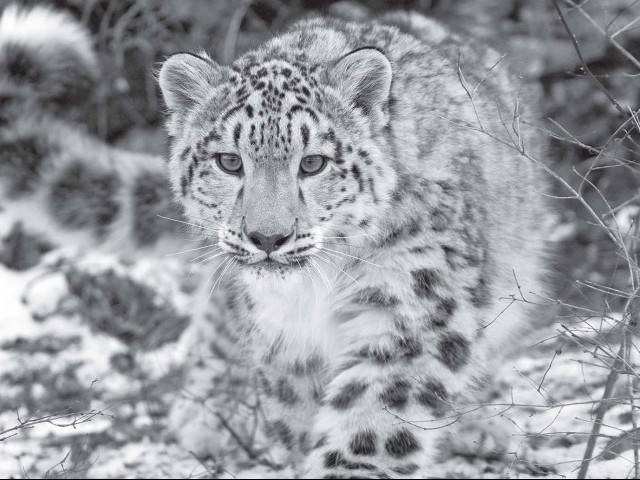 10-year-old snow leopard dies at Peshawar zoo