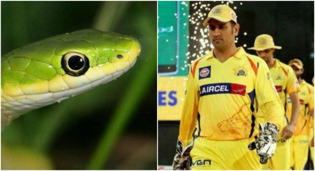 IPL 2018: Snake threats force Indian cricket team out of home city