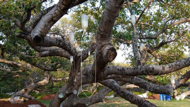 India: Dying 700-year-old banyan tree gets saline 'drip' for survival (VIDEO)