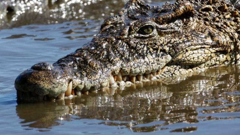 Crocodile kills Ethiopian pastor during mass baptism