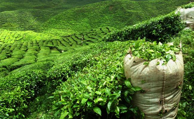 Tea imports up by 9.04 percent