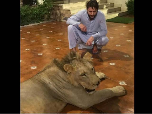 Sindh Wildlife orders inquiry after photos of Shahid Afridi with chained-lion go viral