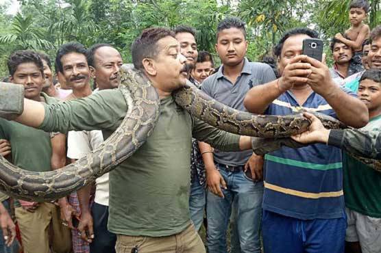 Video: Python selfie nearly takes life of Indian forest ranger