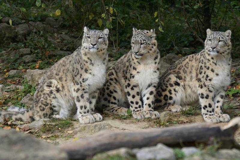 Chitral: Snow leopards ingest livestock in killing spree