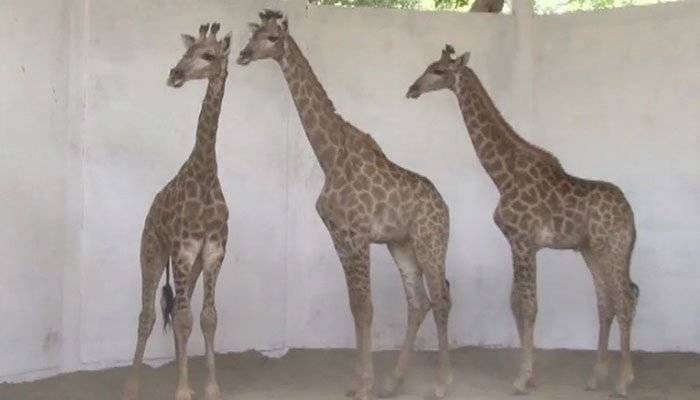 Imported South African giraffe passes away in Lahore Zoo, when will the management be answerable?