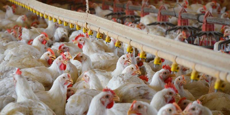 Chicken price down by Rs29 per kg
