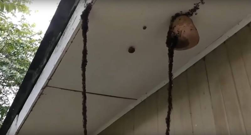 VIDEO: Army ants building huge bridge to loot wasp's hive