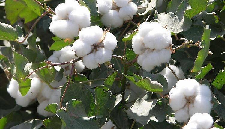 Govt approves varieties of cotton seed on up to 50% subsidized rate: Wasif Khurshid