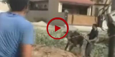 Raged sacrificial bull hits man badly before fleeing away (VIDEO)