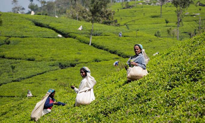 Nestlé to develop zero-waste tea-based fertiliser in Pakistan