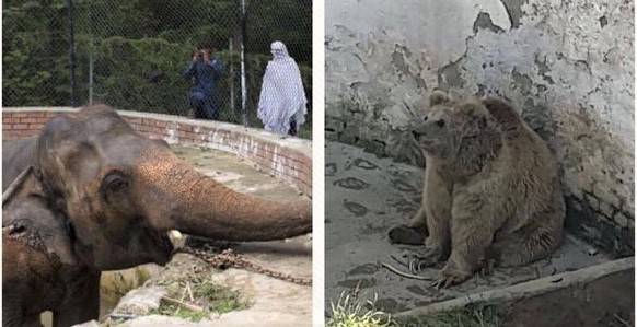 Govt's apathy causing animal deaths at Islamabad zoo