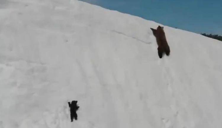 Viral video of bear cub shows ugly side filming wildlife with drones