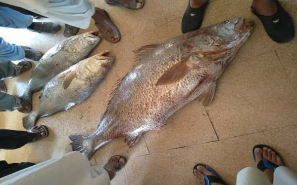 Rare fish species caught in Gwadar sold for whopping Rs1.1m