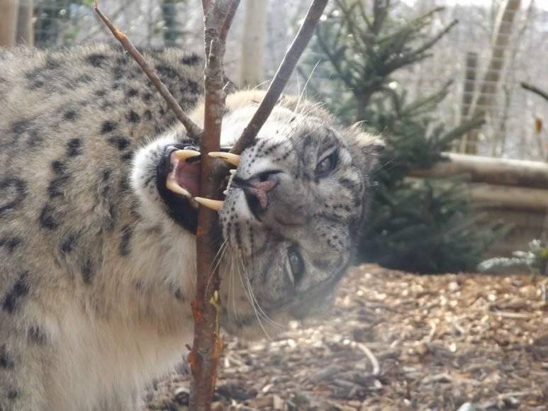Snow leopard shot dead at England zoo