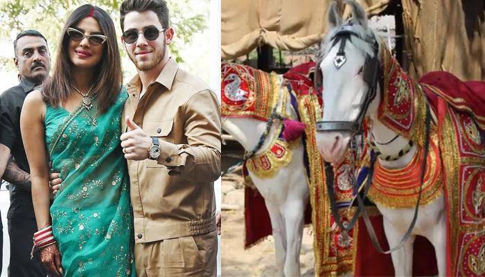 PETA accuses Priyanka and Nick of animal cruelty as they used horse and elephant at wedding