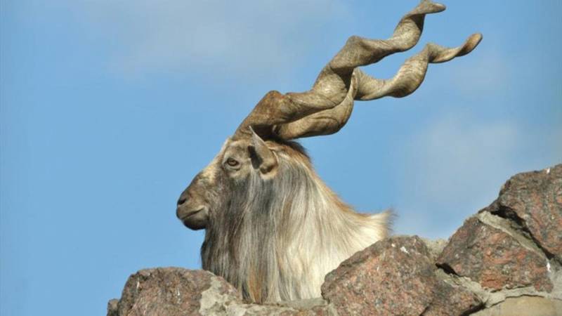 Two foreigners in Chitral to hunt Markhor, Ibex