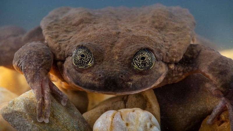 The 'World's Loneliest Frog' Romeo finally found his Juliet after years spent alone