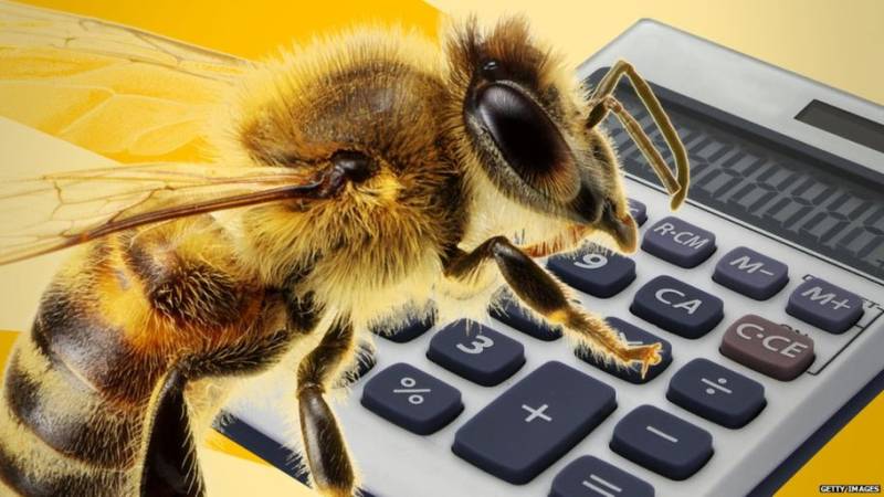 Bees can solve basic maths problems