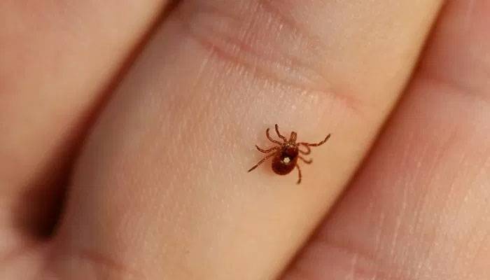 Karachi registers year's first death from Congo virus