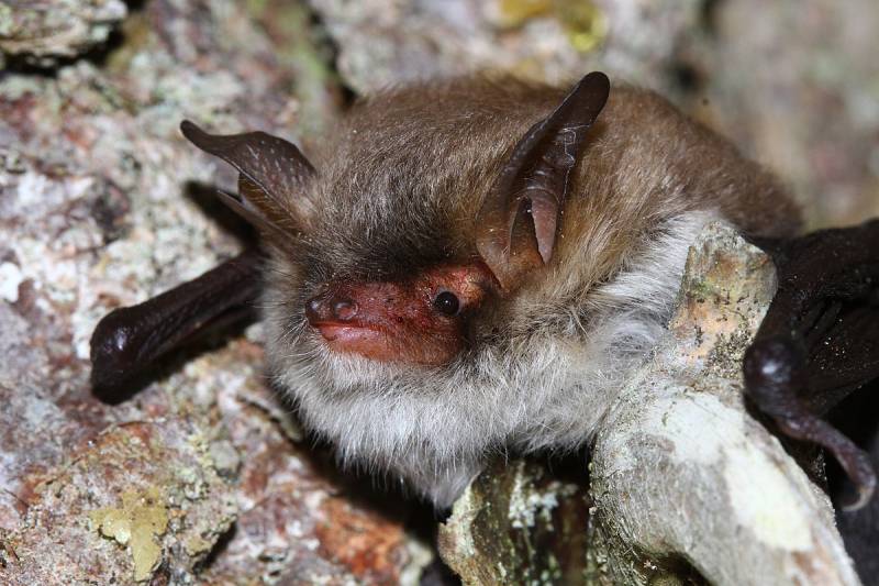 Scientists discover two new bat species in Europe, North Africa