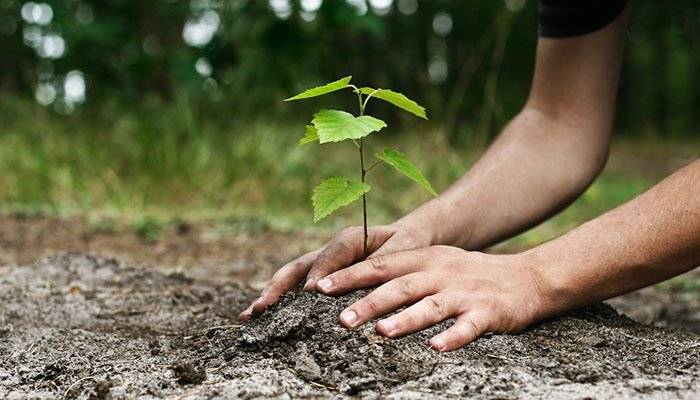 ‘Clean and Green Pakistan’: Balochistan to plant 250 million trees to tackle climate issues