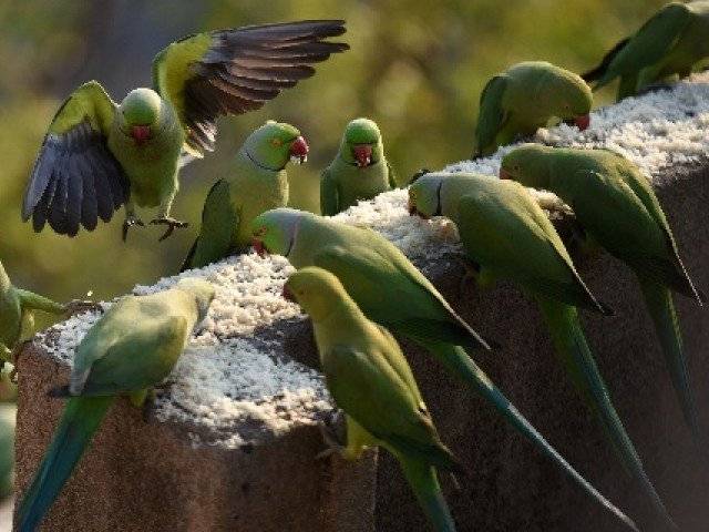 Opium addicted parrots cause havoc in India