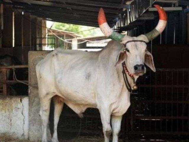 Another man lynched to death for cow in India