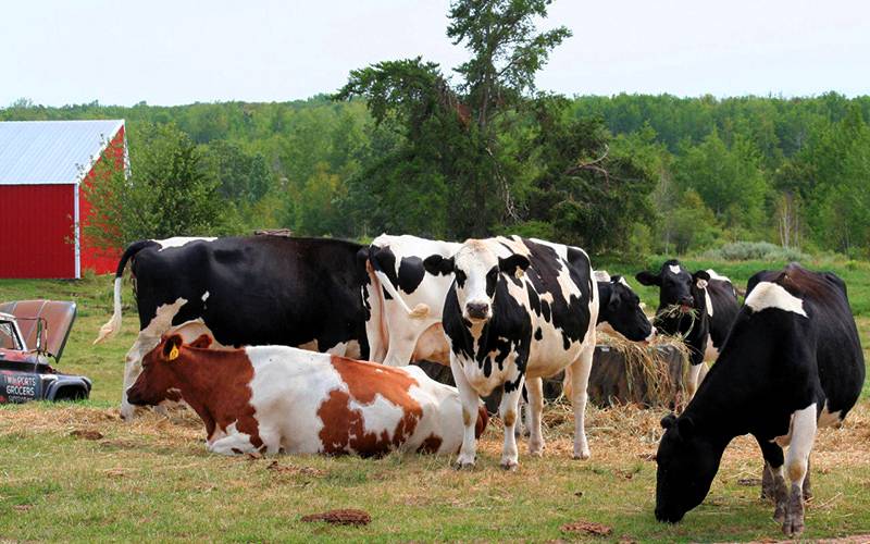 Govt to construct 4,000 cattle farms in KP