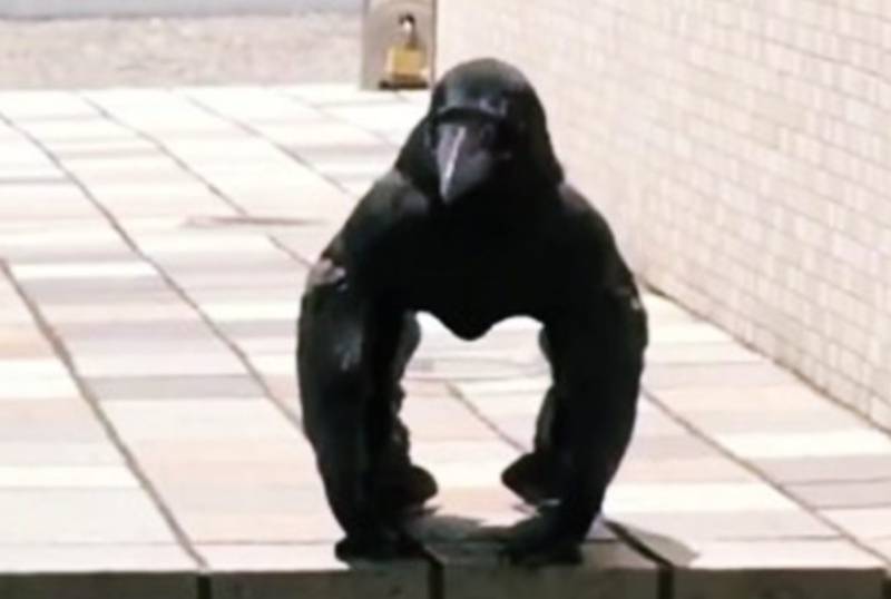 'Gorilla Crow' in Japan baffles the world