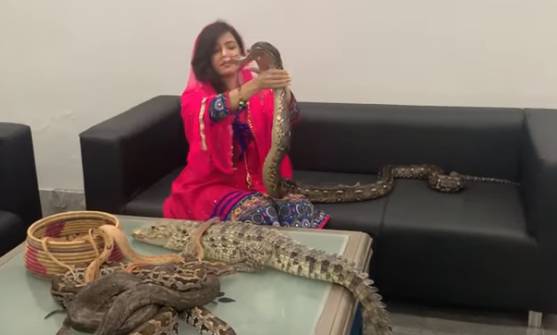 Rabi Pirzada may face jail time for posing with reptiles