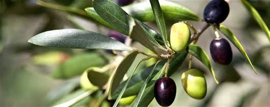 Pakistan to harvest over 40,000 tons of olive this year