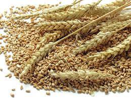 Govt allows duty-free import of wheat to tackle crisis
