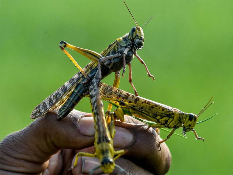 Is locust helpful against coronavirus? PTI MNA comes up with new idea