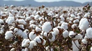 Cotton can help in economic breakthrough for Pakistan, says food minister