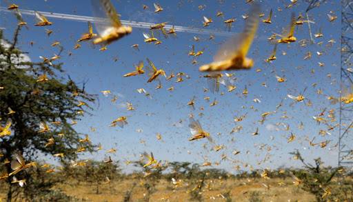 Pakistan successfully overcomes locust challenge