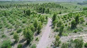 Pakistan, China successfully complete 'friendship forest' in desert of Gwadar