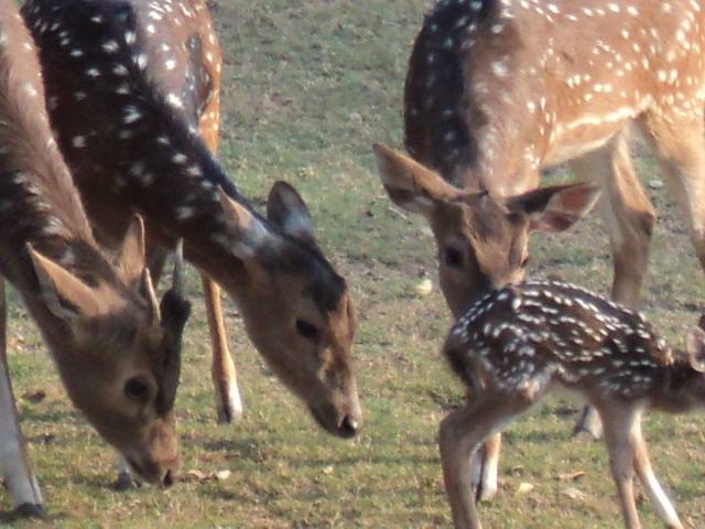 7 deer die at Bahawalpur zoo: report