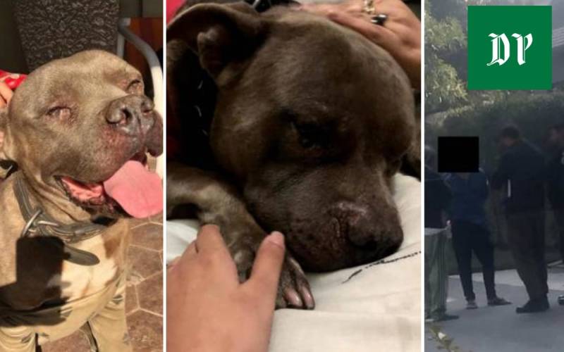 #JusticeforChuck – Celebs show support for DHA family dog killed by neighbour 