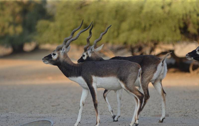 Four rare black deer stolen from Lahore’s Safari Park