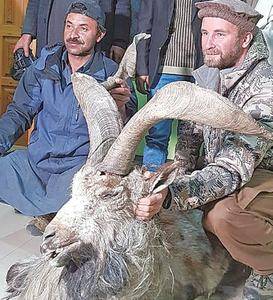 Russian hunts 38-inch Kashmiri Markhor in Chitral